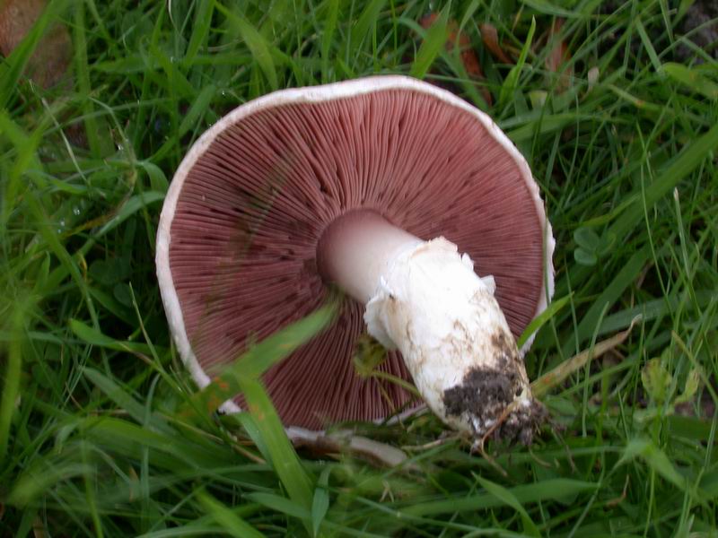 Funghi d'' oltre Manica